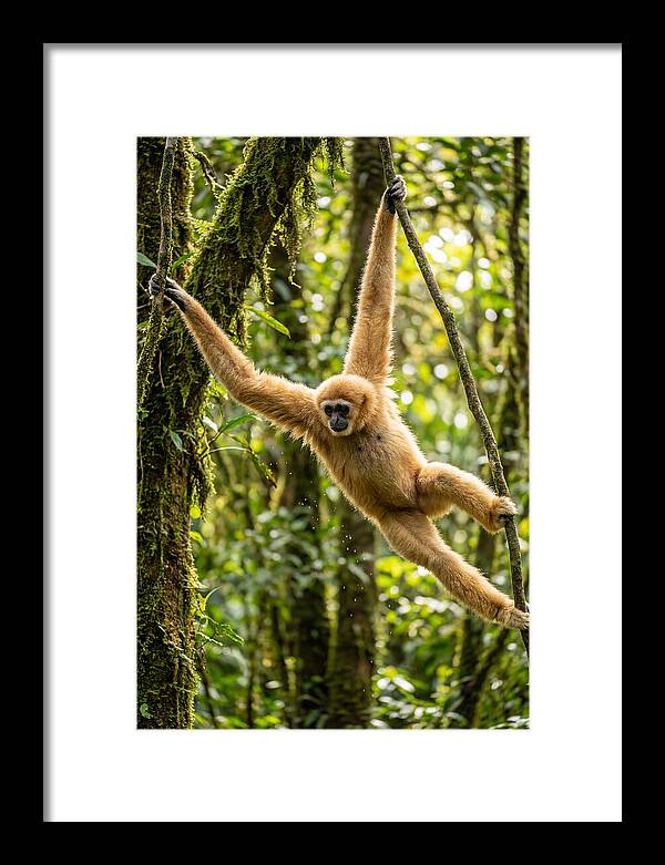 Dancing Among The Trees