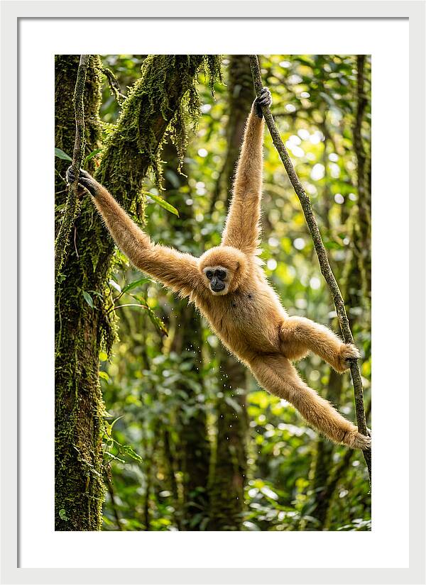 Dancing Among The Trees