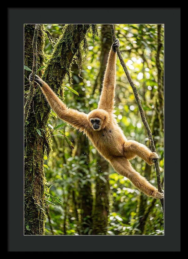 Dancing Among The Trees