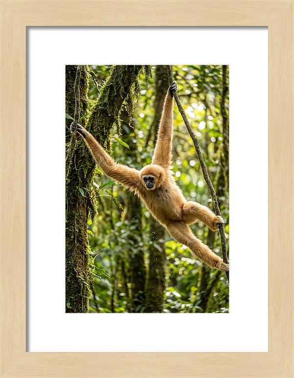 Dancing Among The Trees