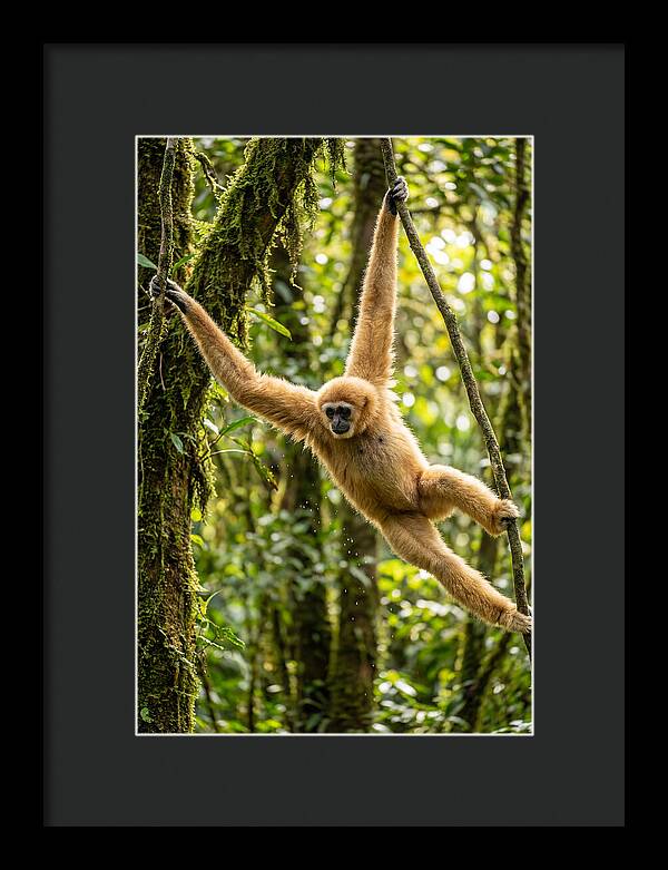 Dancing Among The Trees