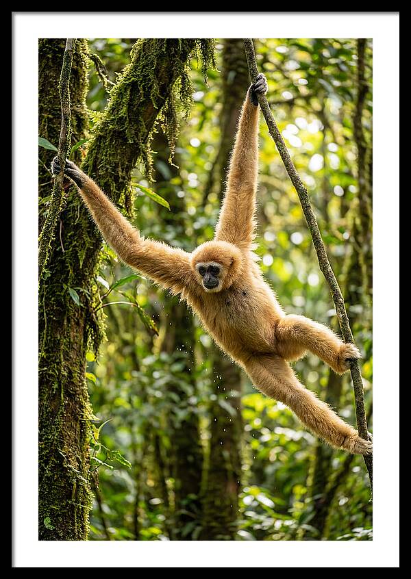 Dancing Among The Trees