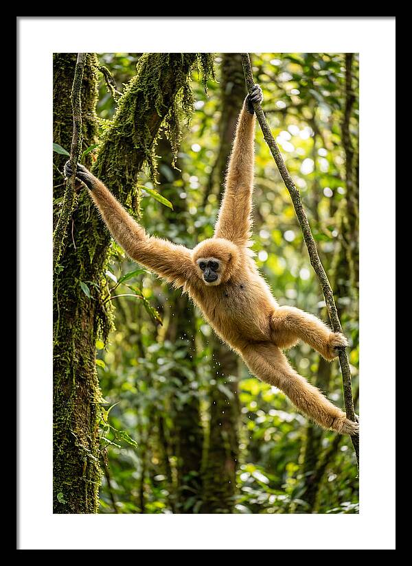 Dancing Among The Trees
