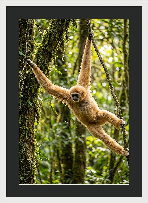 Dancing Among The Trees