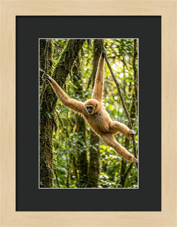 Dancing Among The Trees