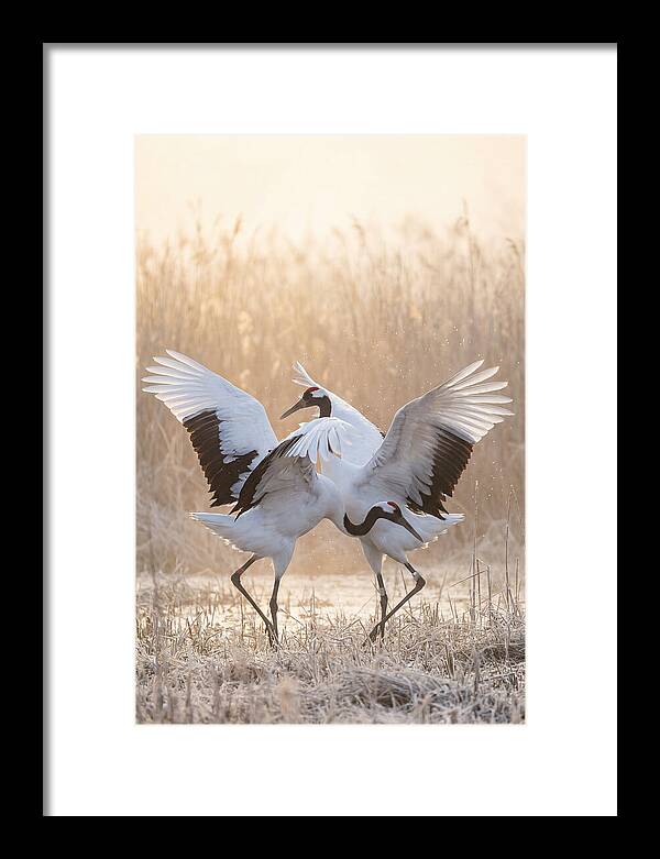 Dancing Cranes In Harmony