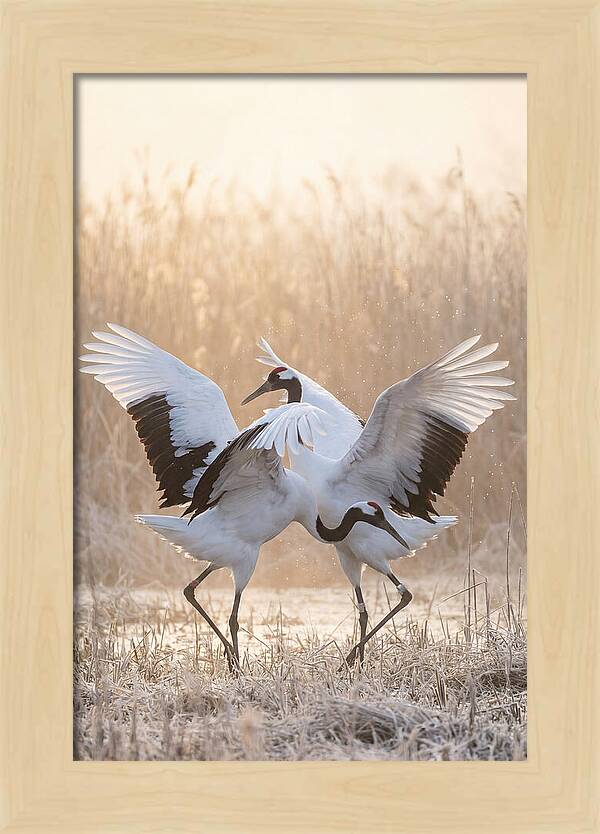 Dancing Cranes In Harmony
