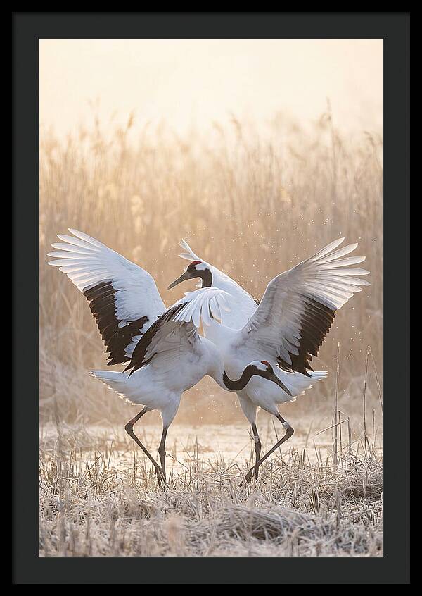 Dancing Cranes In Harmony