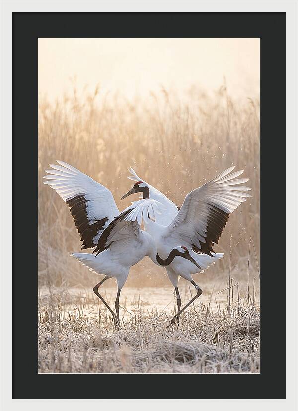 Dancing Cranes In Harmony