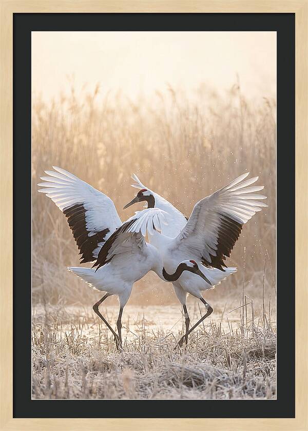 Dancing Cranes In Harmony