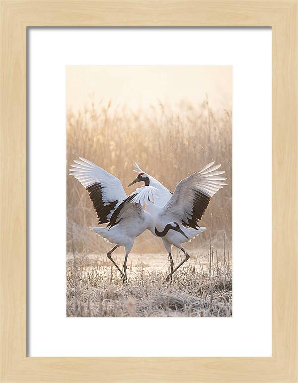 Dancing Cranes In Harmony