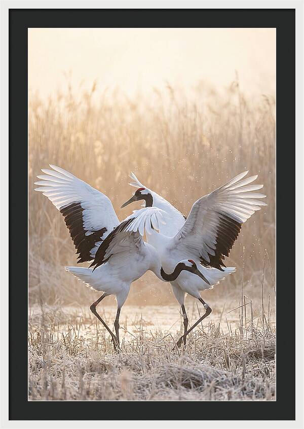 Dancing Cranes In Harmony