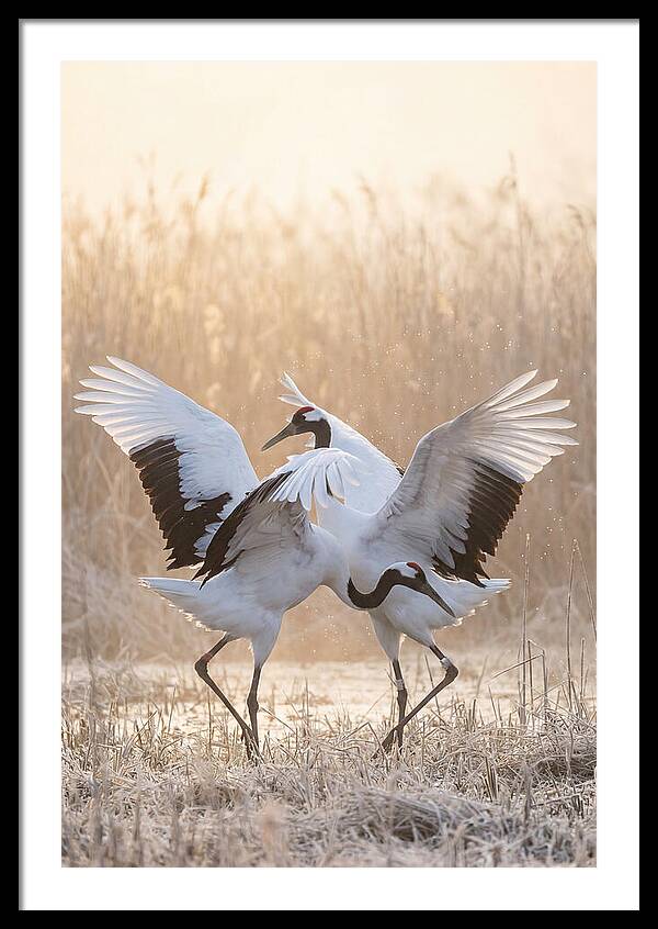 Dancing Cranes In Harmony