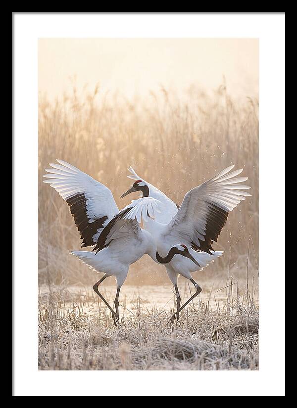 Dancing Cranes In Harmony