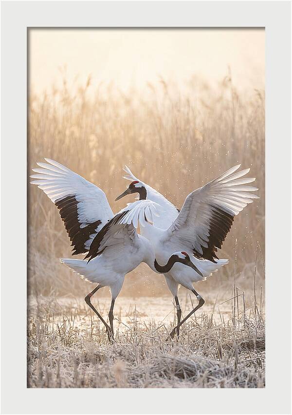 Dancing Cranes In Harmony