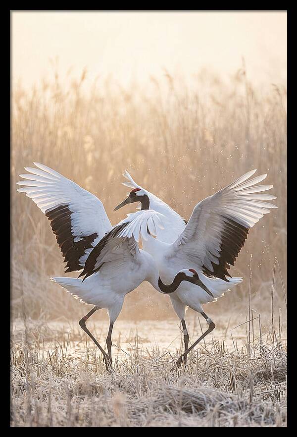 Dancing Cranes In Harmony