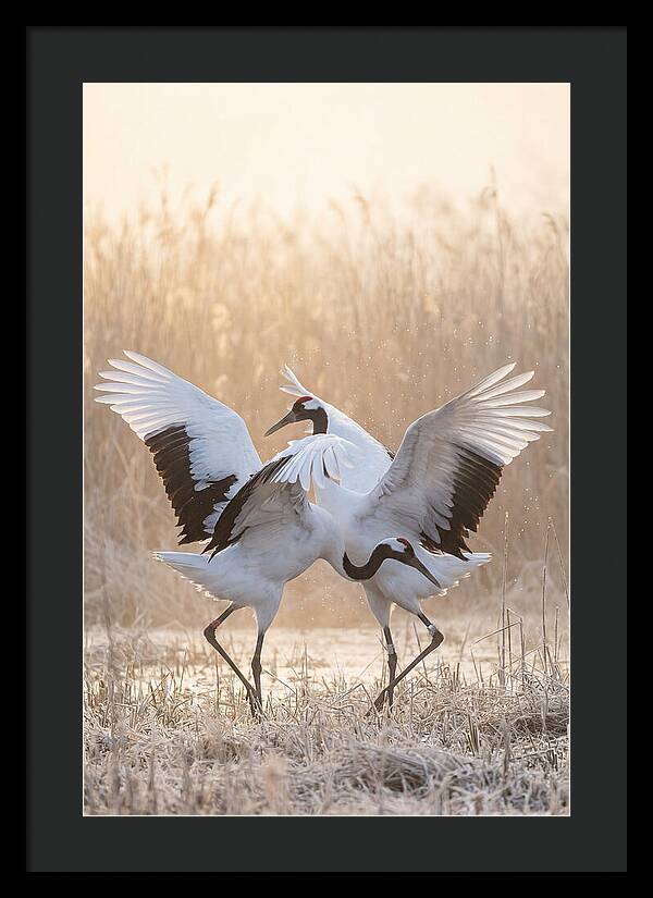 Dancing Cranes In Harmony