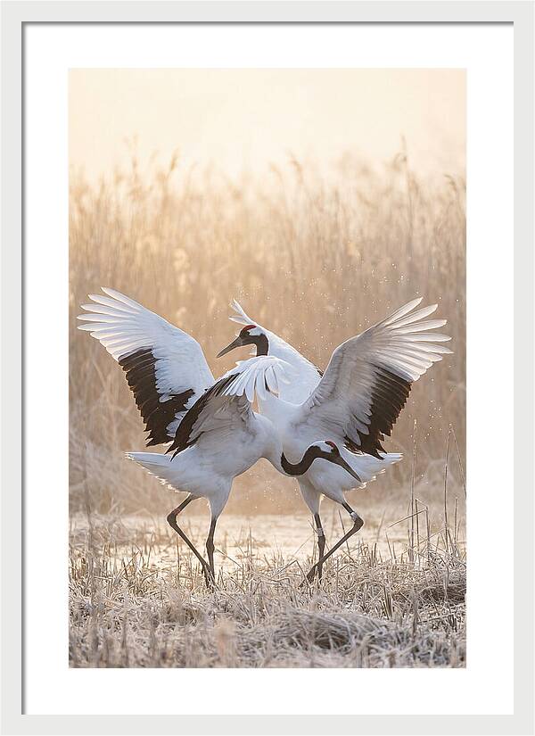 Dancing Cranes In Harmony