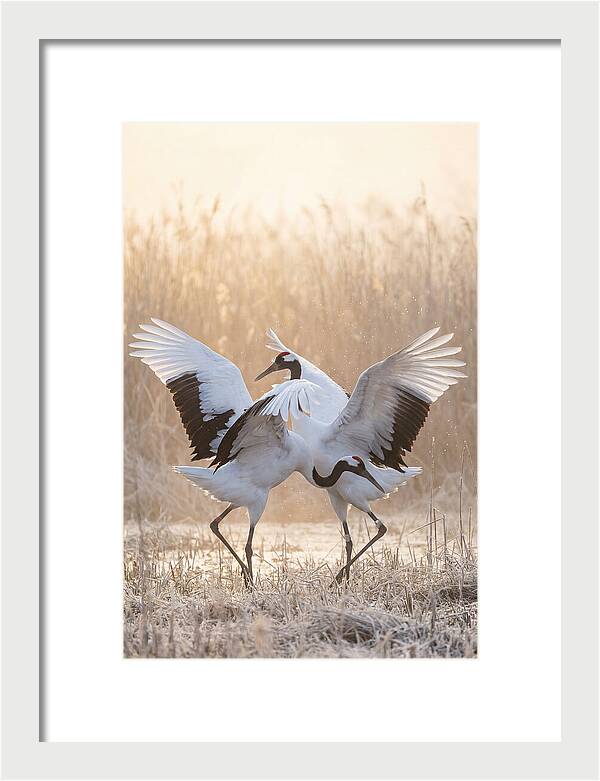 Dancing Cranes In Harmony