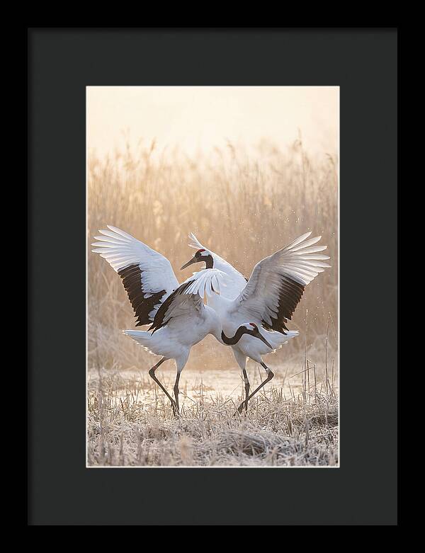 Dancing Cranes In Harmony