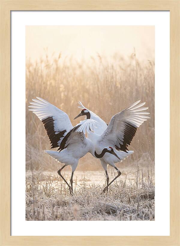 Dancing Cranes In Harmony