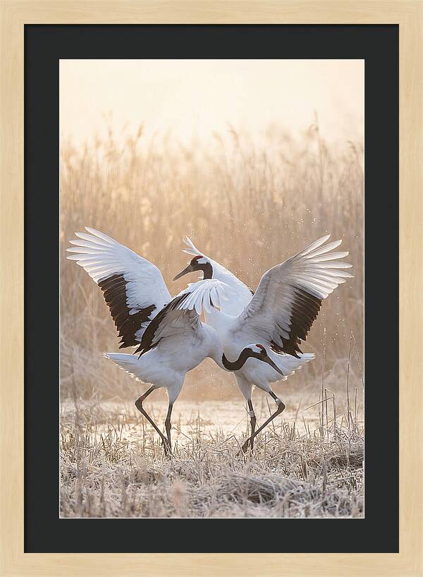 Dancing Cranes In Harmony