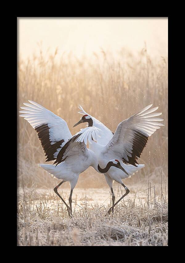 Dancing Cranes In Harmony