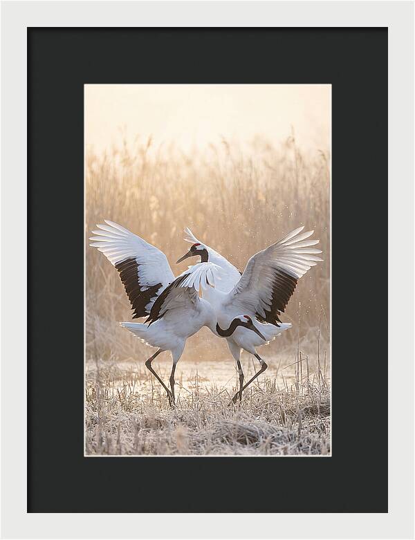 Dancing Cranes In Harmony