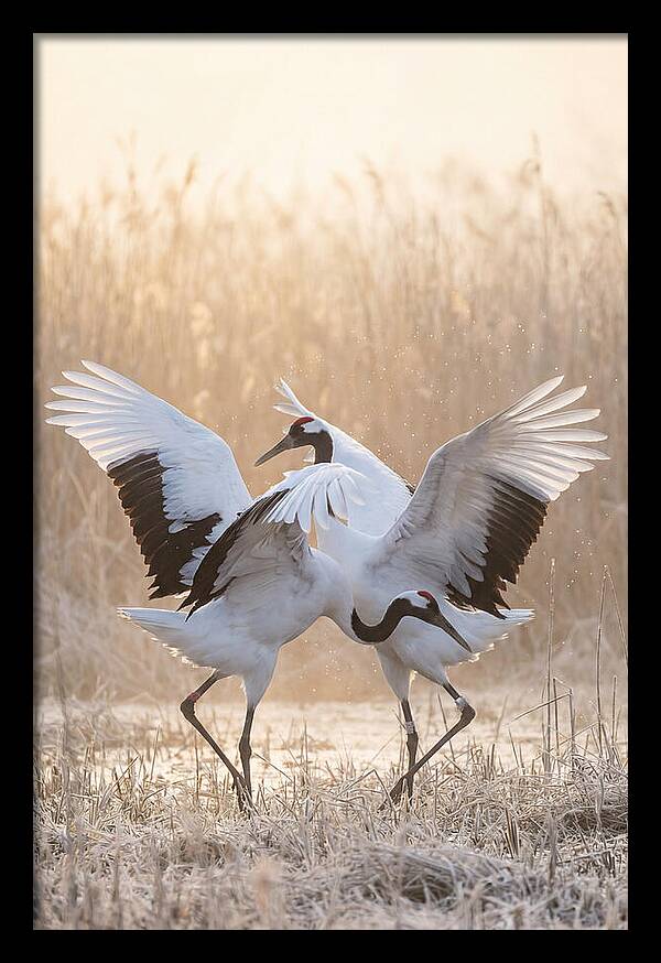 Dancing Cranes In Harmony