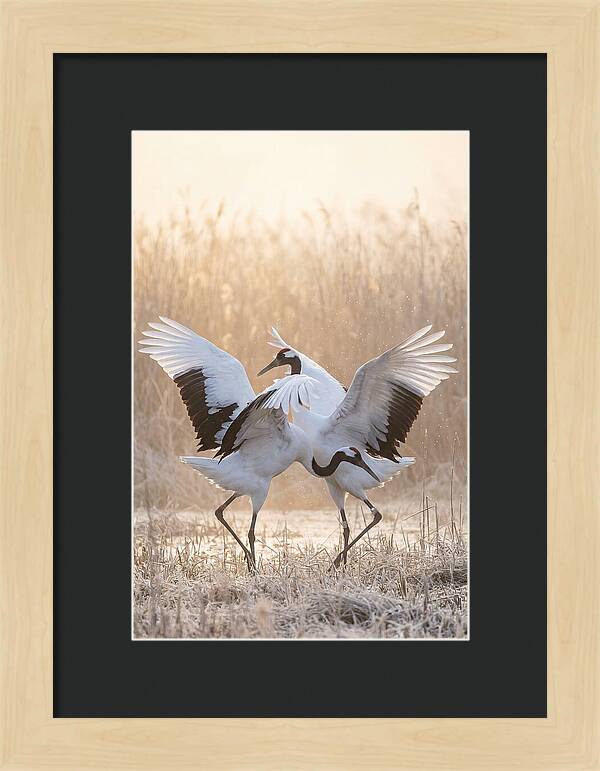 Dancing Cranes In Harmony