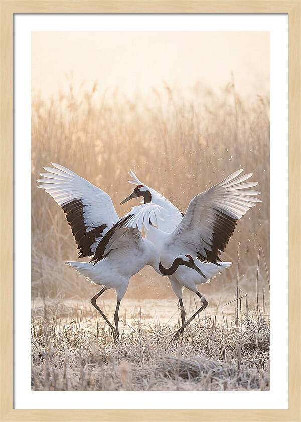Dancing Cranes In Harmony