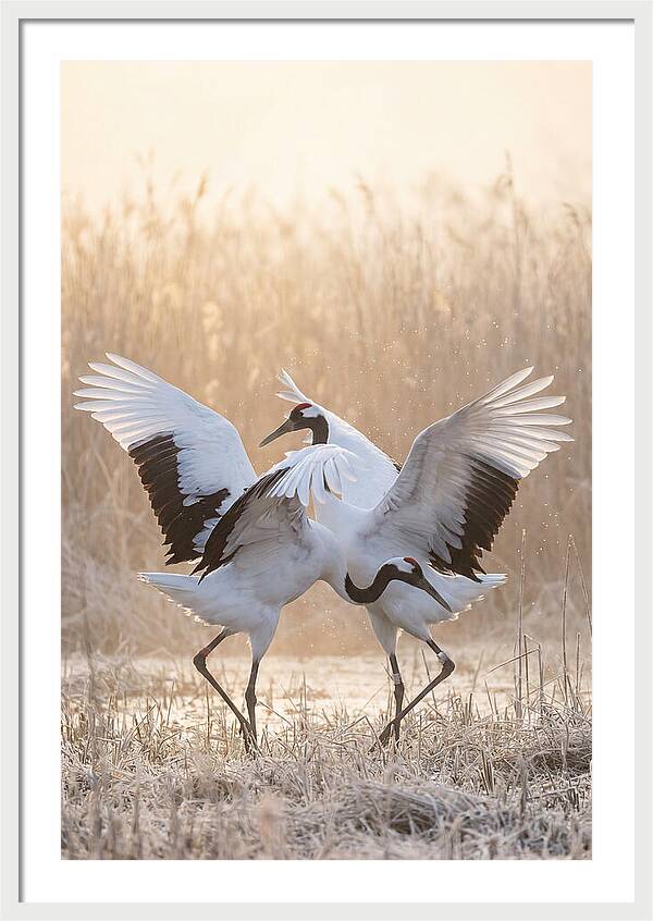 Dancing Cranes In Harmony