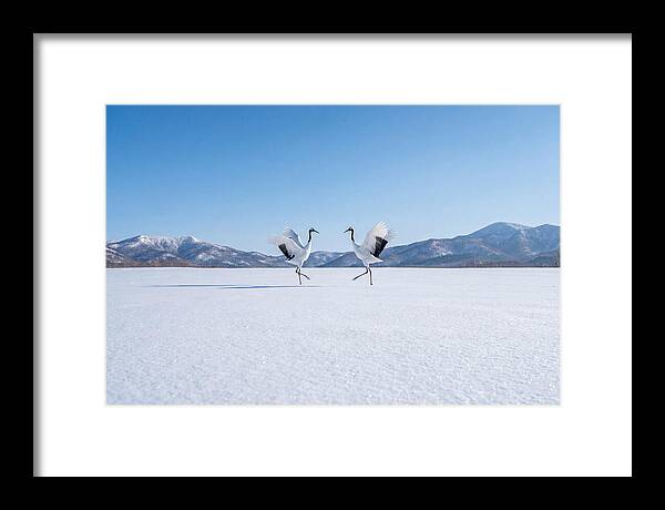 Dancing Cranes In Winter Landscape