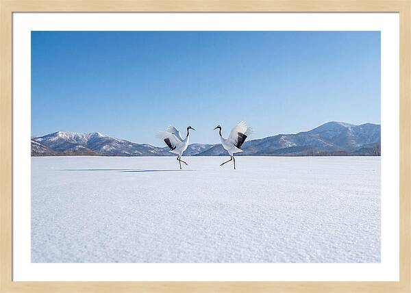 Dancing Cranes In Winter Landscape