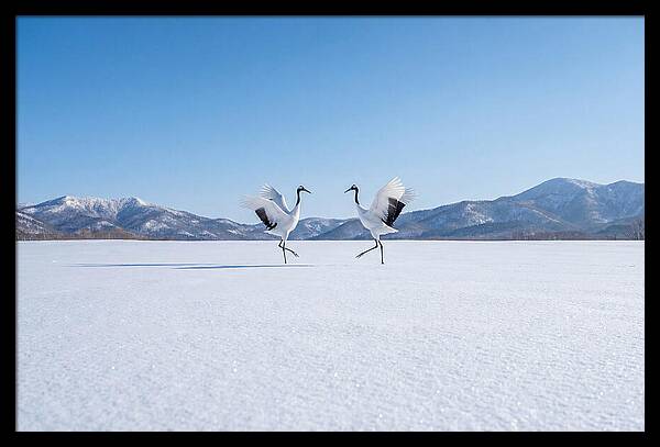 Dancing Cranes In Winter Landscape