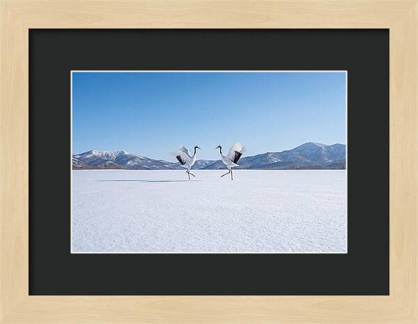 Dancing Cranes In Winter Landscape
