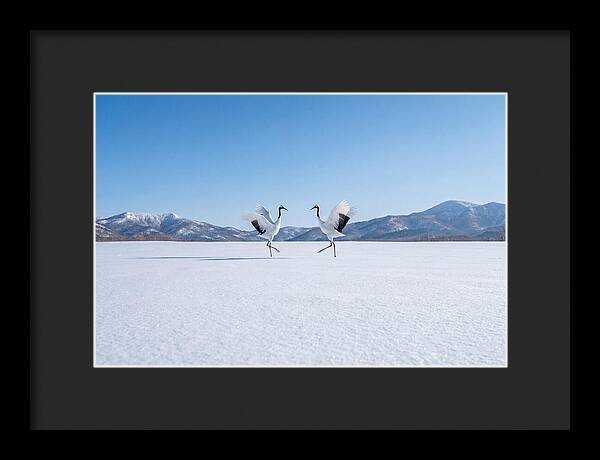 Dancing Cranes In Winter Landscape