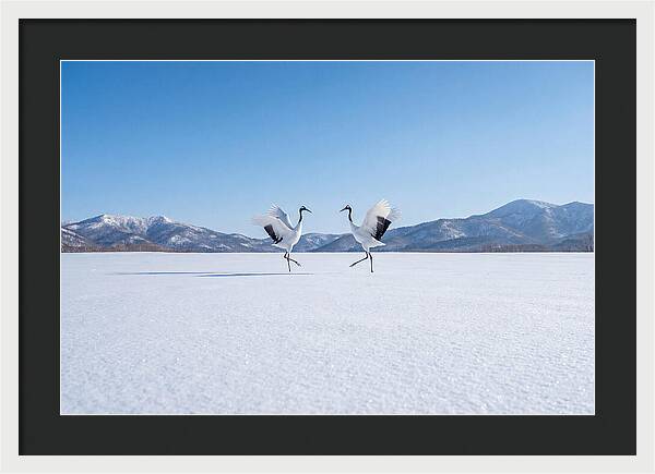Dancing Cranes In Winter Landscape