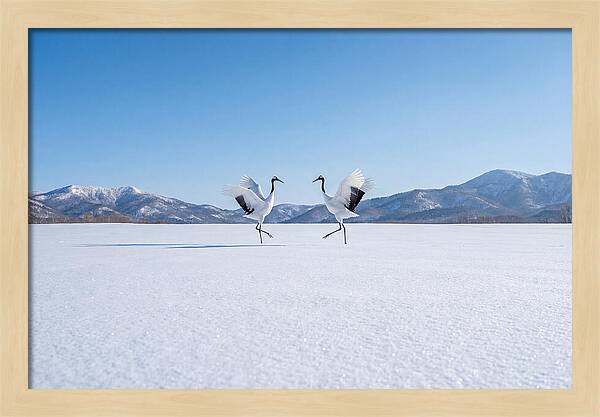Dancing Cranes In Winter Landscape