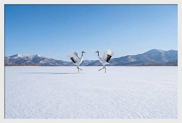 Dancing Cranes In Winter Landscape