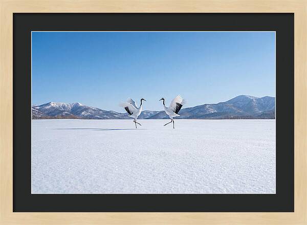 Dancing Cranes In Winter Landscape