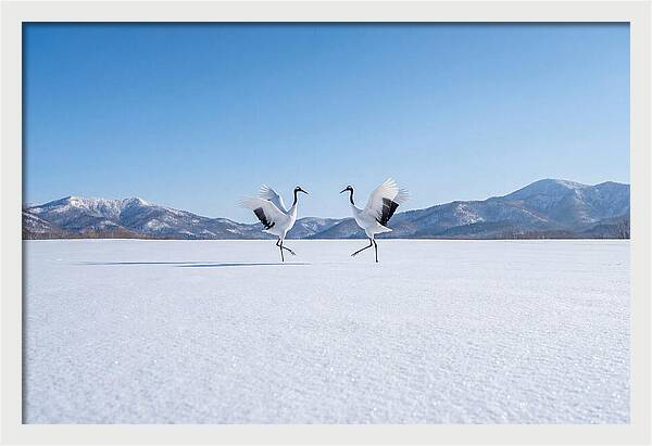 Dancing Cranes In Winter Landscape