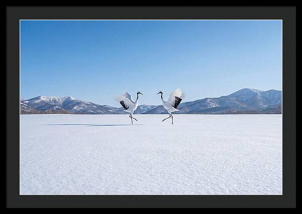 Dancing Cranes In Winter Landscape