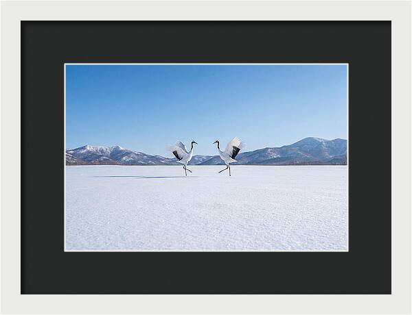 Dancing Cranes In Winter Landscape