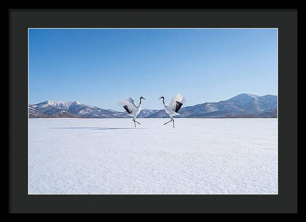Dancing Cranes In Winter Landscape
