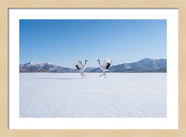 Dancing Cranes In Winter Landscape
