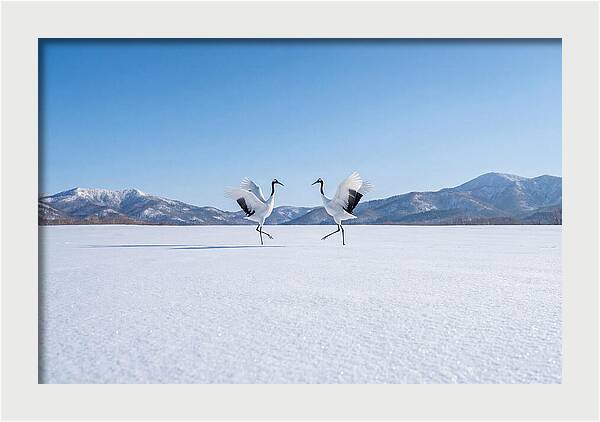 Dancing Cranes In Winter Landscape