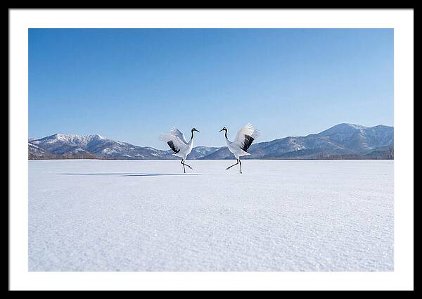Dancing Cranes In Winter Landscape