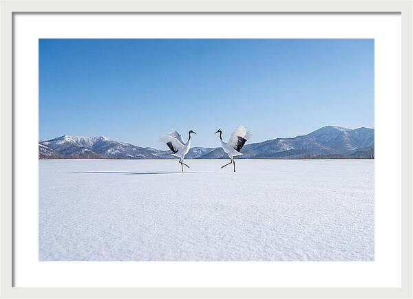 Dancing Cranes In Winter Landscape
