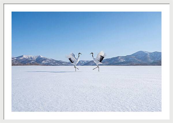 Dancing Cranes In Winter Landscape